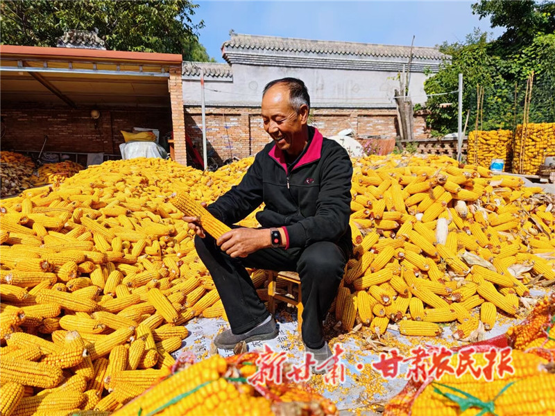 崇信：玉米丰收“金”满仓