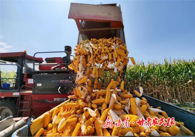 肃州区：玉米丰收“满地金”