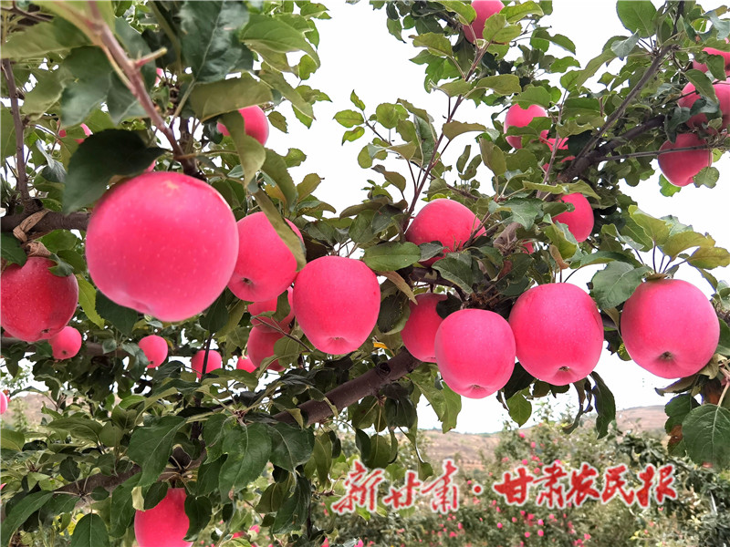 静宁：苹果产业成为产业兴旺的“引头雁”