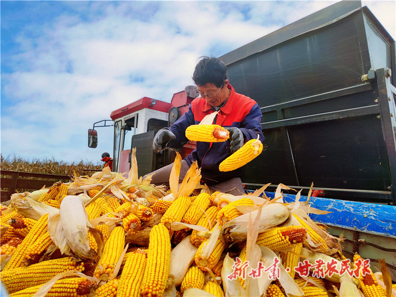 崇信：玉米喜获丰收 百姓乐在心头