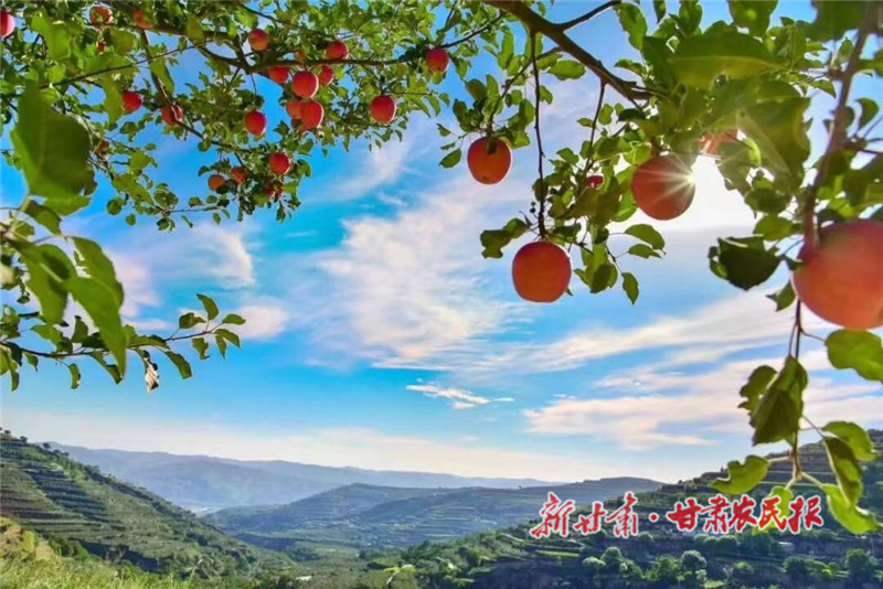 静宁苹果“俏”变致富路