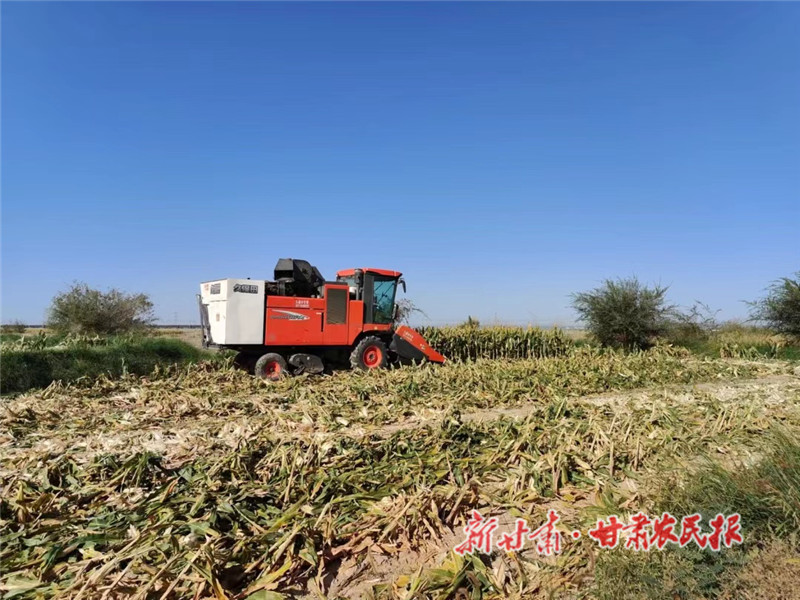 肃州：金秋最美是丰收