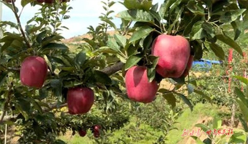 麦积区：红色产业带来“火红日子”