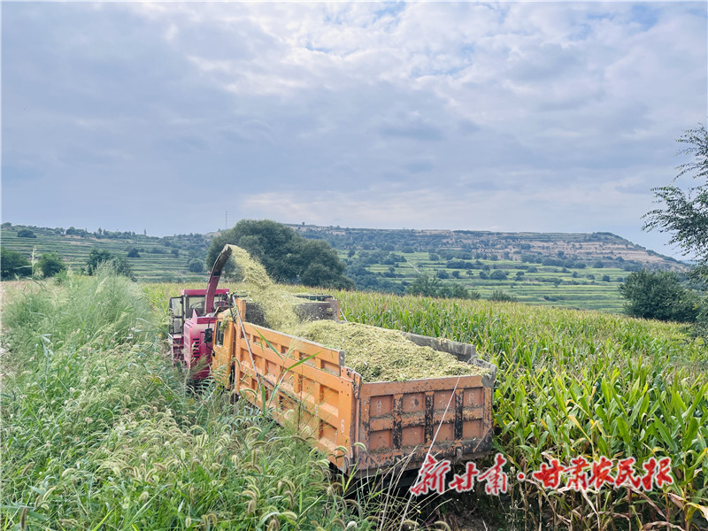 崇信：备足红牛“口粮”  养牛致富不慌