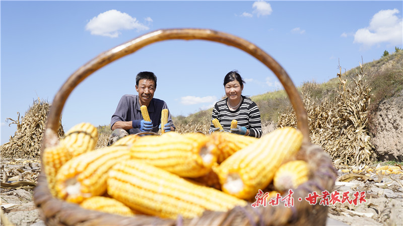静宁县：玉米喜丰收 农民笑开颜