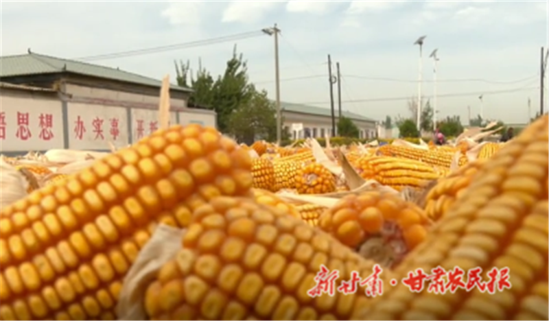 肃州区：制种玉米喜丰收 田间地头收获忙