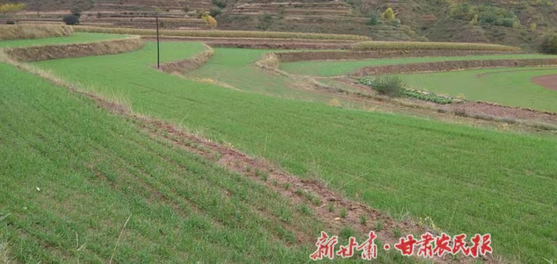 静宁：秋播冬小麦出苗齐长势好