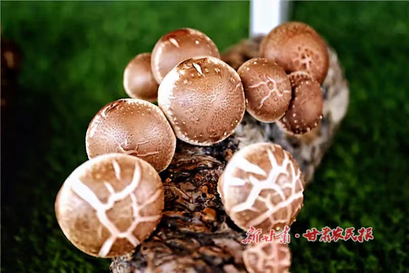 崇信：小香菇“撑”起“致富伞”