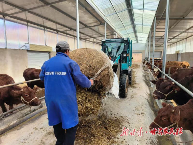 静宁：返乡青年带领村民过上“牛日子”