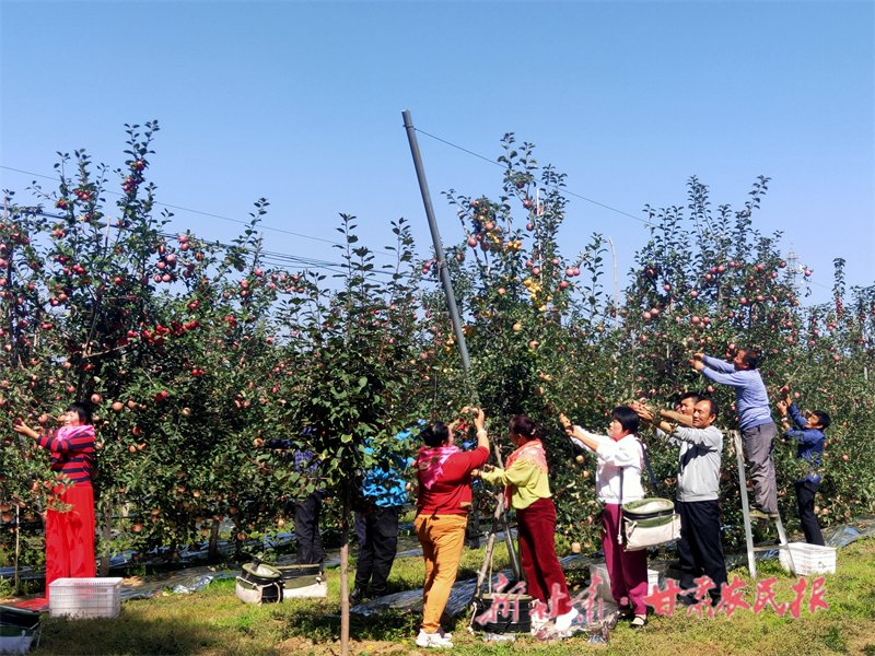 崇信：田间地头话丰收