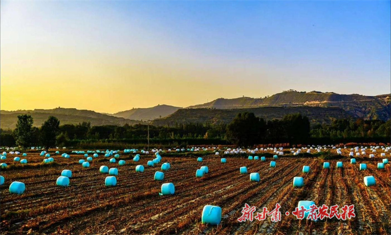 广河县：黄贮饲草收贮忙