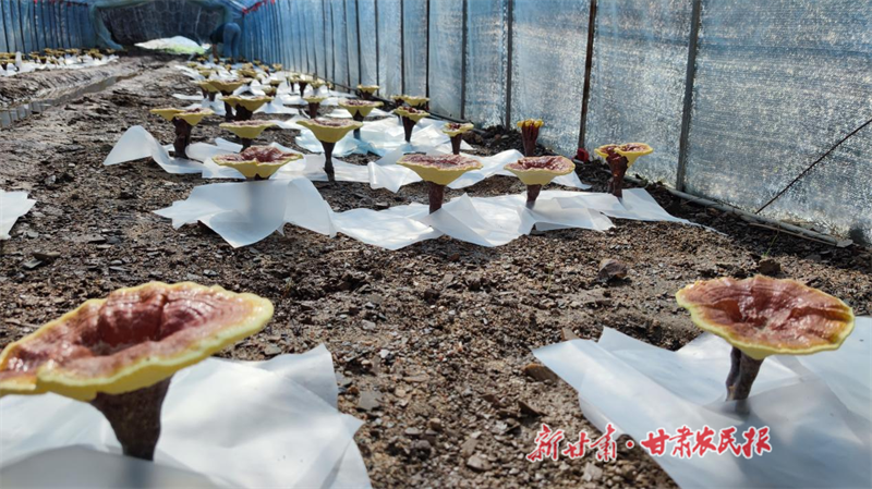 两当：灵芝“住”大棚 朵朵好“钱景”