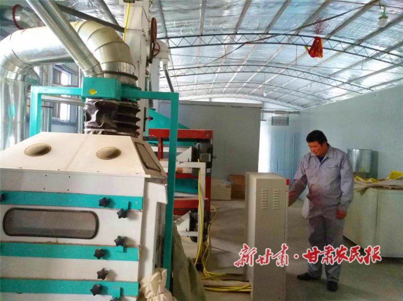 崇信：杂粮丰收好“钱景”