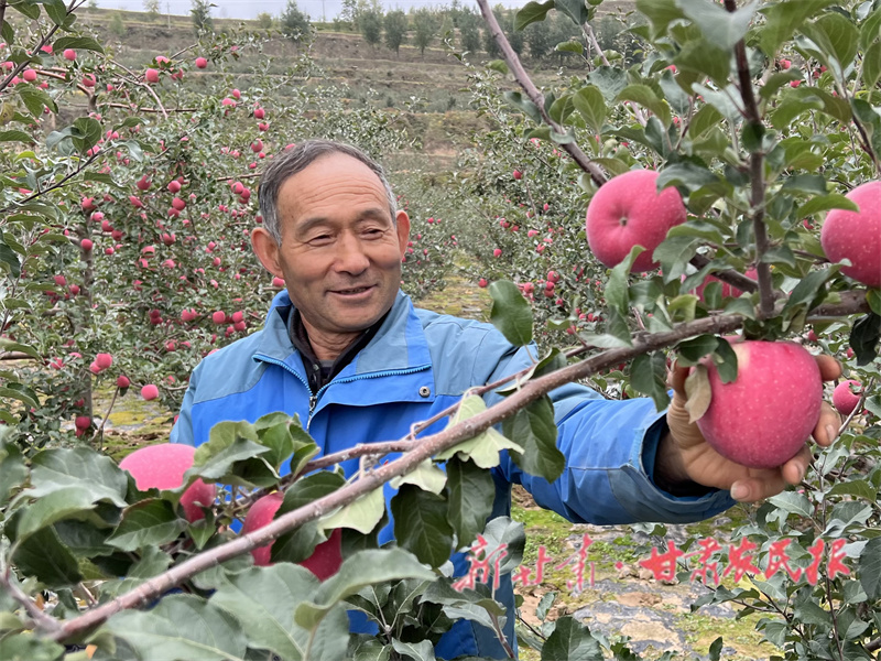 静宁：苹果丰收采摘忙 谱写致富新篇章