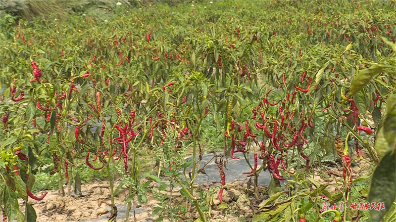 ​麦积区中滩镇：“园镇共建”新模式 迎来一年好“丰”景