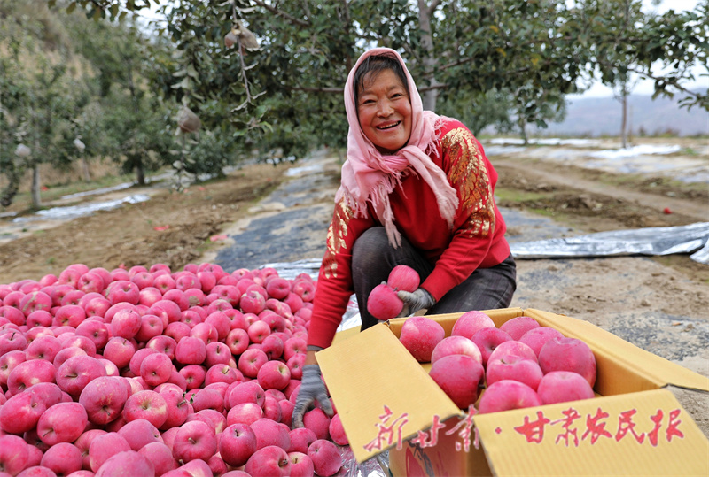 金果丰收季！静宁苹果笑迎八方客