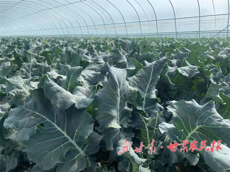 肃州区：产业发展 富民增收