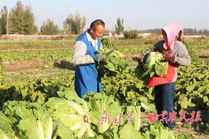 肃州：白菜喜获丰收