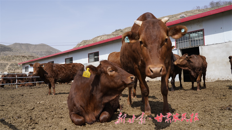 静宁:强牛业奔牛路