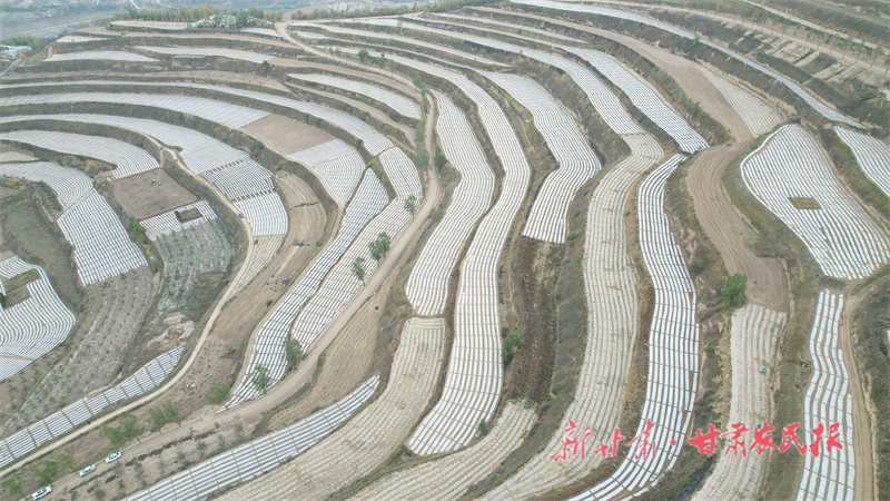 静宁：大地披 “银” 覆膜正酣
