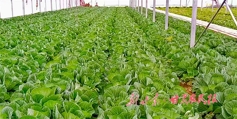 肃州：反季节蔬菜为致富增收“加码”