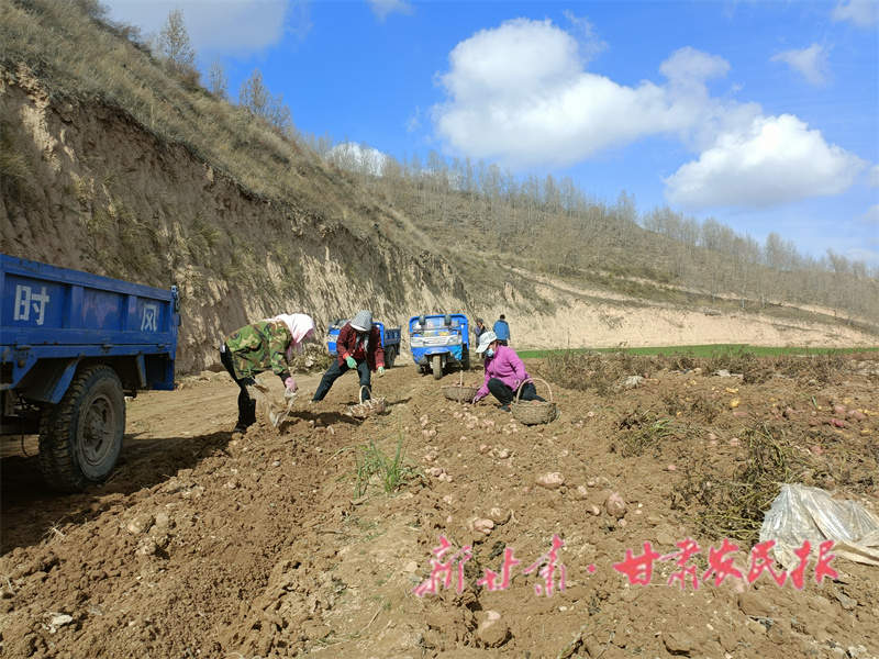 静宁：绵延秋收多增收