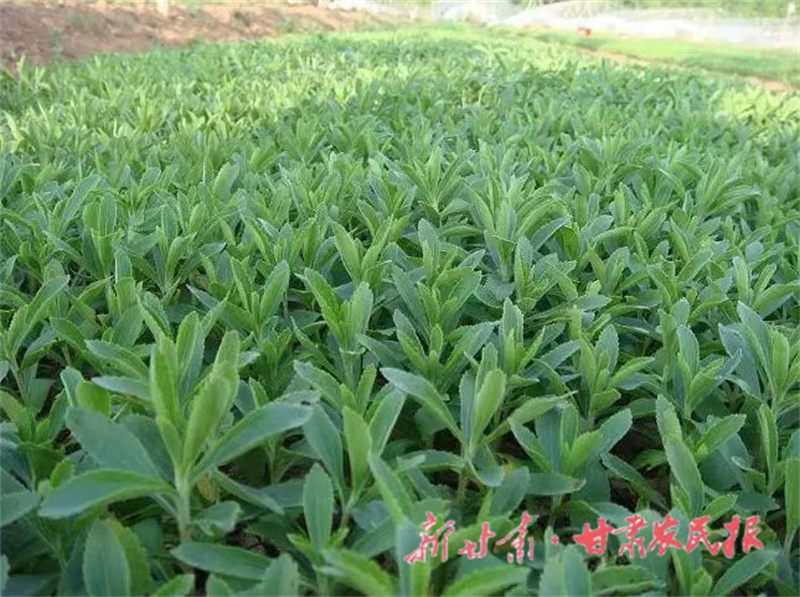 肃州区