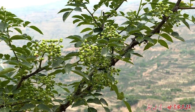 麦积区琥珀镇:抓好农业产业发展 书写乡村振兴新篇章