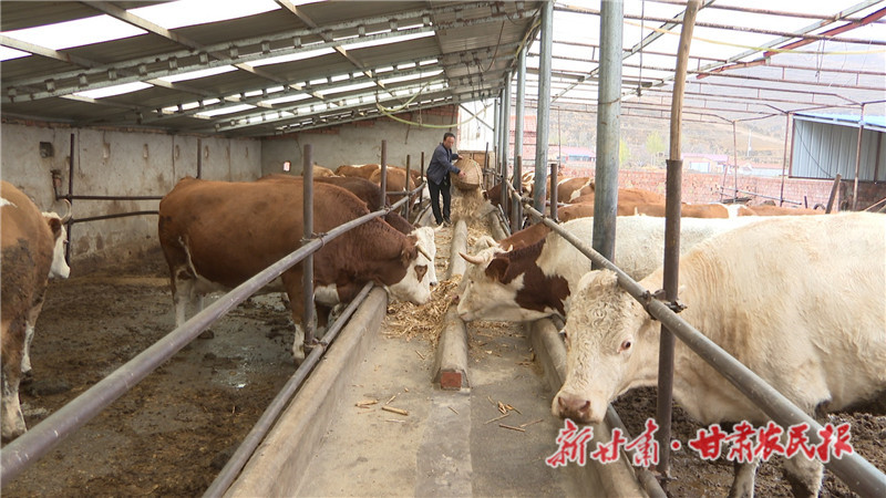 会宁：村民过上“牛日子” “羊”帆起航新征程