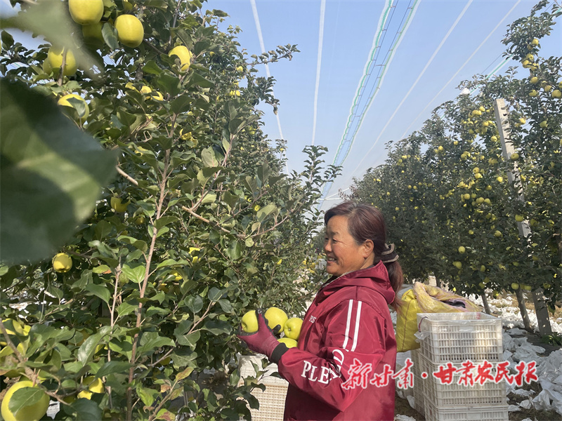 灵台：苹果缀枝头 农家“丰”景好
