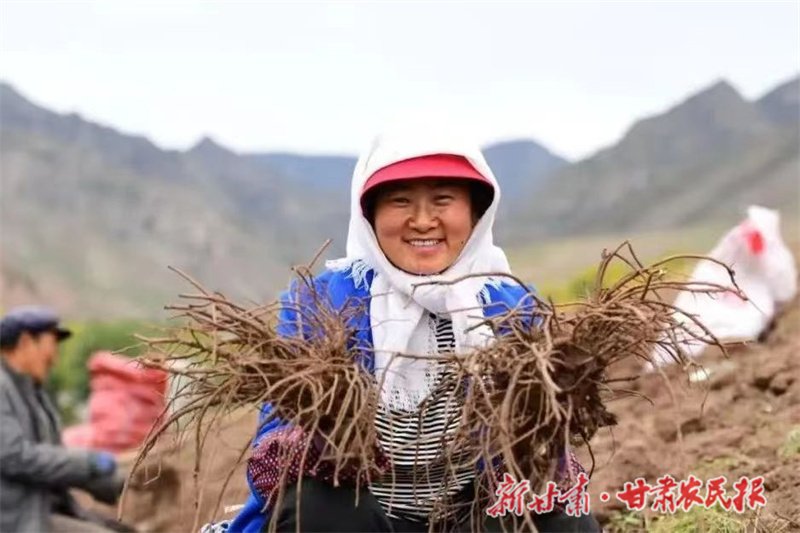 天祝：特色产业兴旺鼓起农民“钱袋子”