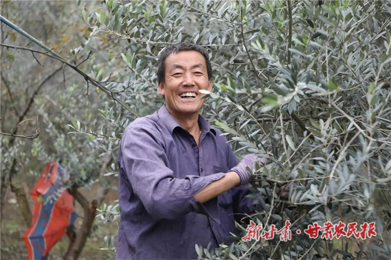武都：橄榄树上结出“幸福果”
