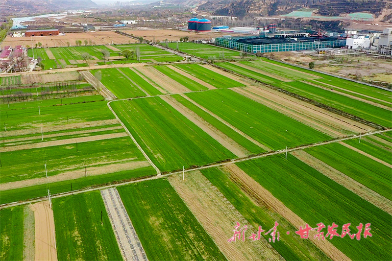崇信：10.3万亩冬小麦长势喜人