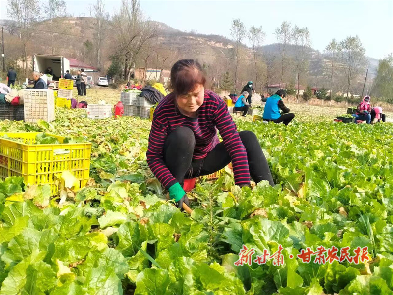 倒茬种植增收入