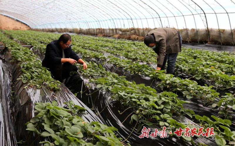 西峰区 念活“果蔬经” 唱响“振兴曲”