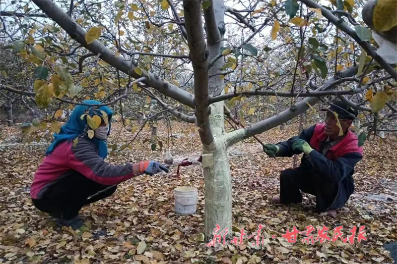 静宁：念好果园管理“四字诀”促进果品产业提质增效