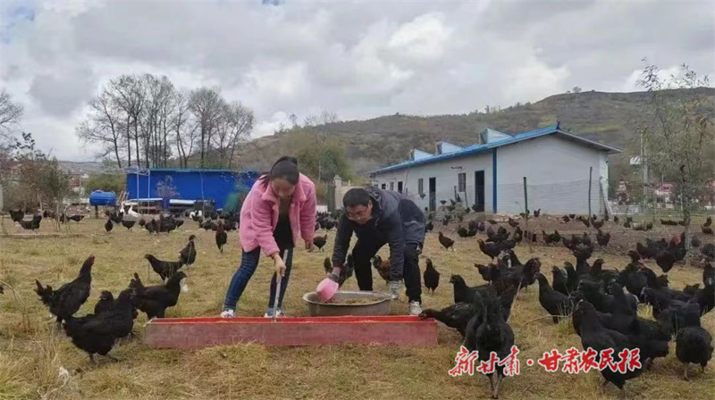 “鸡司令”李萍的致富梦