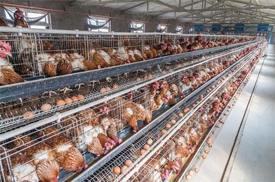 蛋鸡体重管理注意事项