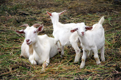 羊群过冬要“五保”