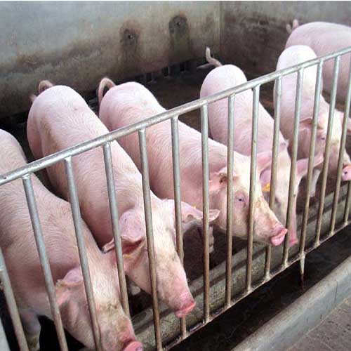 冬季如何防治常见猪病