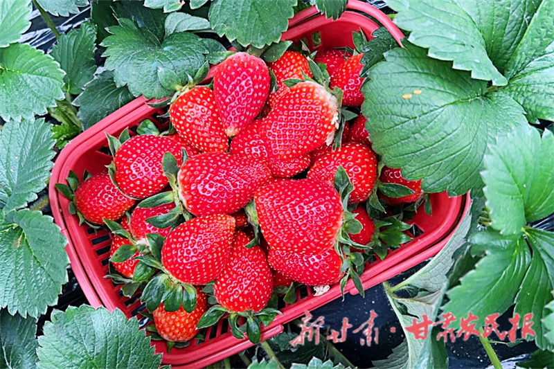 崇信：大棚草莓抢“鲜”上市