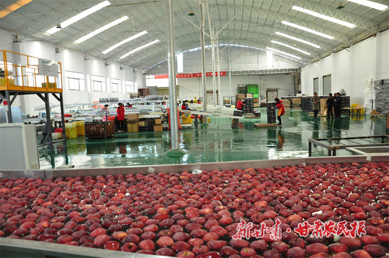 秦州区皂郊镇破解产业“甜蜜烦恼”——苹果做“CT”优选销四方
