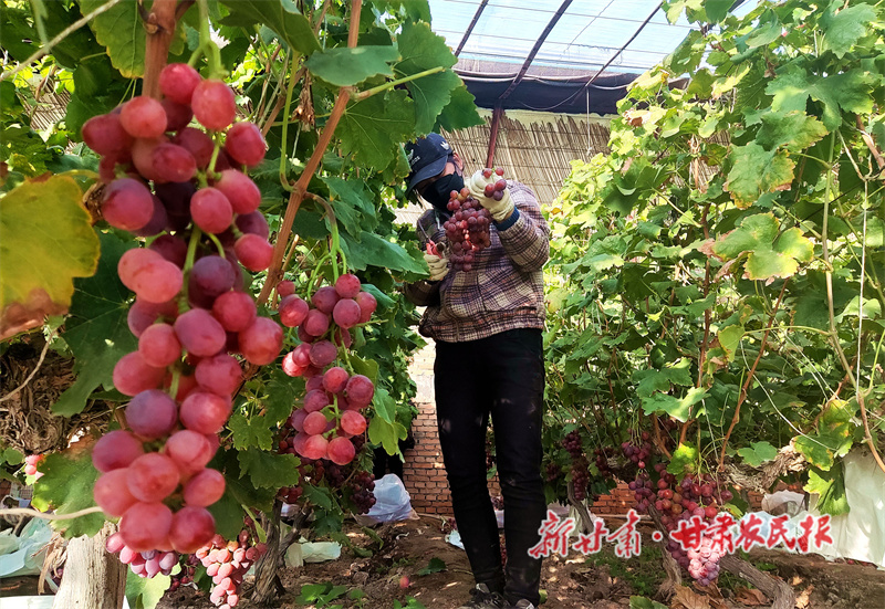临泽：巧打错峰牌 葡萄“身价”高