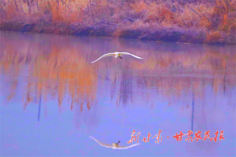 崇信：只鹭还将双鹭看