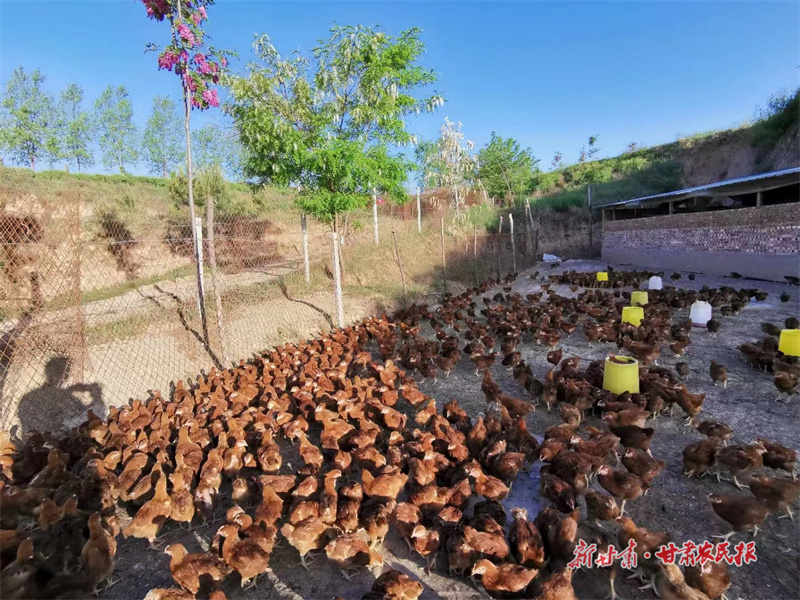 张先明：林下生“金”拓富路