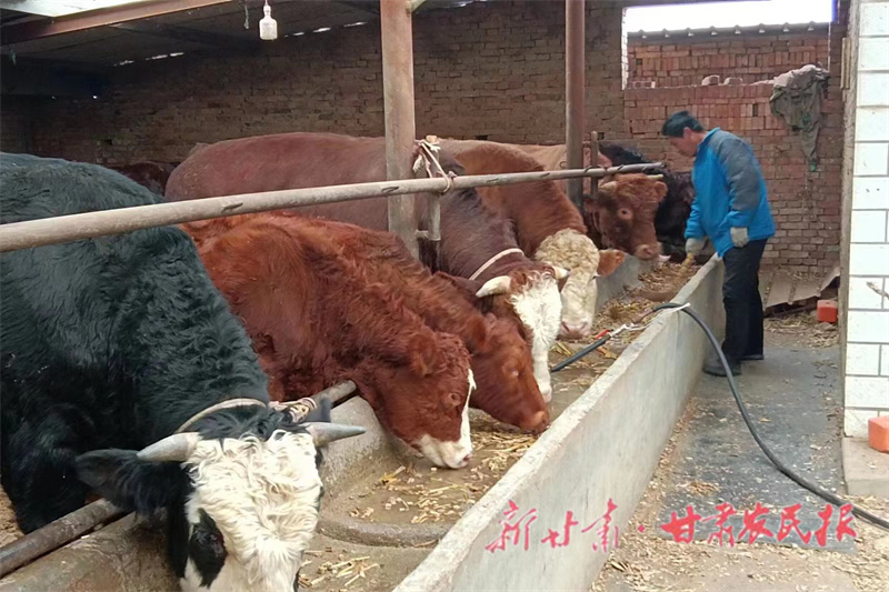崇信：牛产业唱响乡村振兴“主旋律”