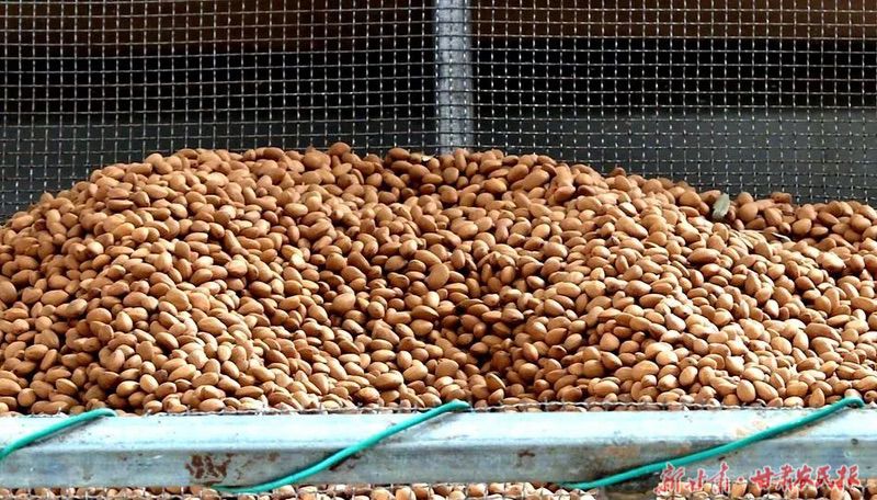 麦积区麦积镇卧虎村:小松子书写乡村振兴“大文章”