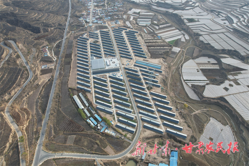 静宁：特色产业铺就乡村振兴“幸福路”