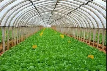 寒潮来袭 农作物管理莫放松