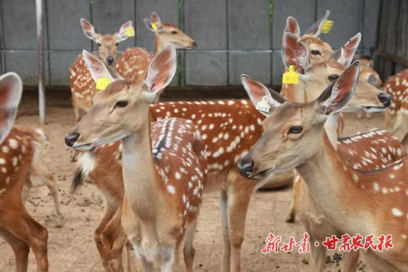 谷志强的奔富“鹿”